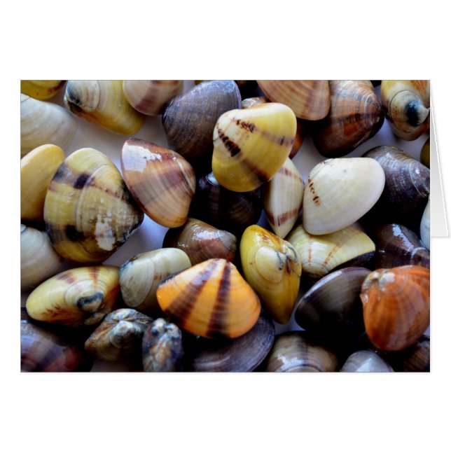 Tiny Colorful Clam Muscheln (Vorderseite (Horizontal))