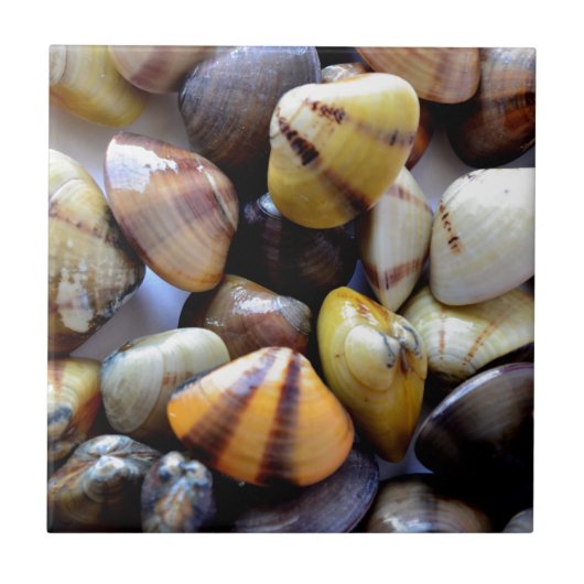 Tiny Colorful Clam Muscheln Fliese (Vorderseite)