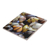 Tiny Colorful Clam Muscheln Fliese (Seite)