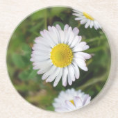 Tiny Daisies Getränkeuntersetzer (Vorne)