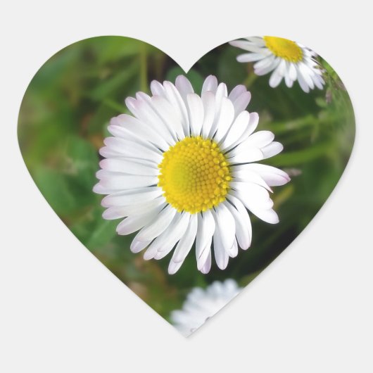 Tiny Daisies Herz-Aufkleber (Vorderseite)