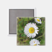 Tiny Daisies Magnet (Vorderseite/Rückseite)