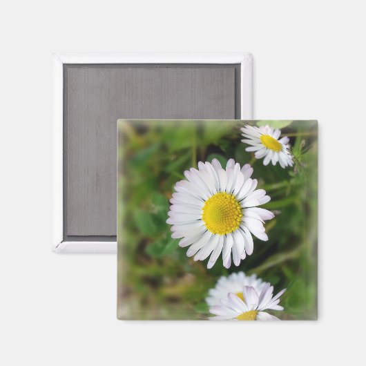 Tiny Daisies Magnet (Vorderseite/Rückseite)