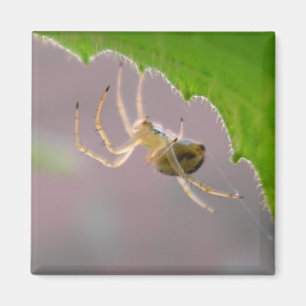Tiny Desert Spider - Magnet #1