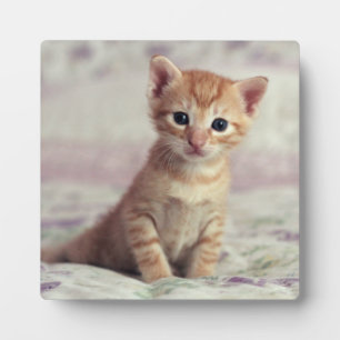 Tiny Ginger Kitten Fotoplatte