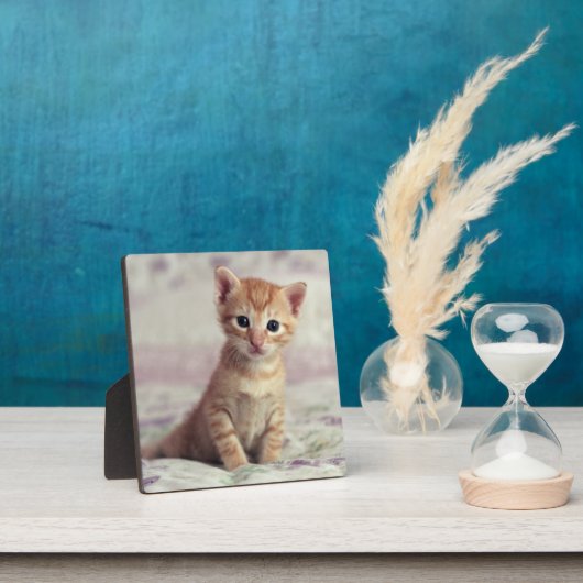 Tiny Ginger Kitten Fotoplatte (InSitu)