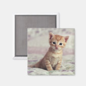 Tiny Ginger Kitten Magnet (Vorderseite/Rückseite)