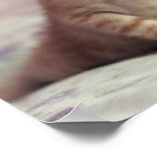 Tiny Ginger Kitten Poster (Ecke)