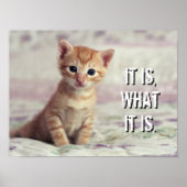 Tiny Ginger Kitten Poster (Vorne)