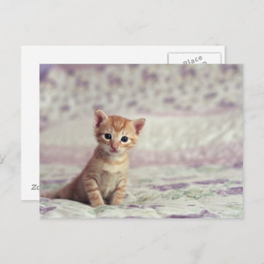 Tiny Ginger Kitten Postkarte (Vorne/Hinten)