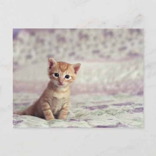 Tiny Ginger Kitten Postkarte (Vorderseite)