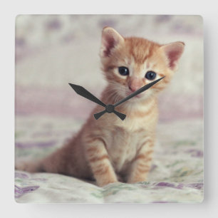 Tiny Ginger Kitten Quadratische Wanduhr