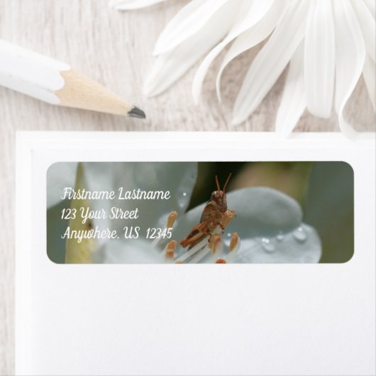 Tiny Grasshopper auf der Blume White Azalea (Insitu)