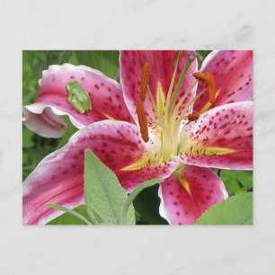Tiny Green Frog auf Stargazer Lily Postkarte