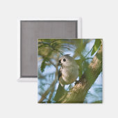Tiny Guardian: Tufted Titmouse Magnet (Vorderseite/Rückseite)