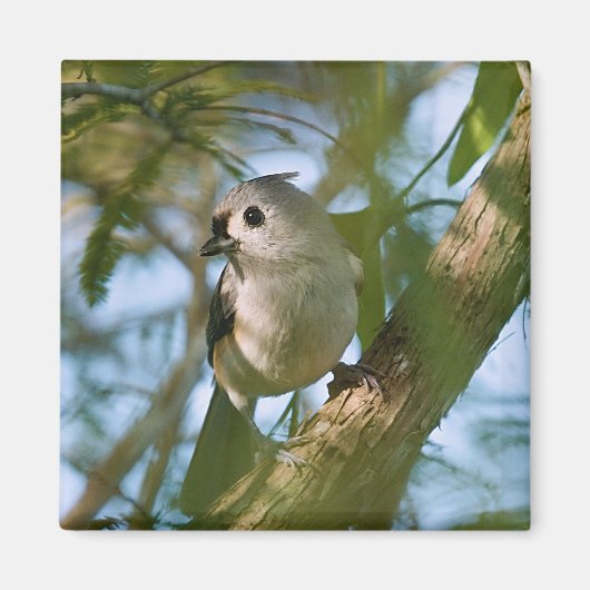 Tiny Guardian: Tufted Titmouse Magnet (Vorne)