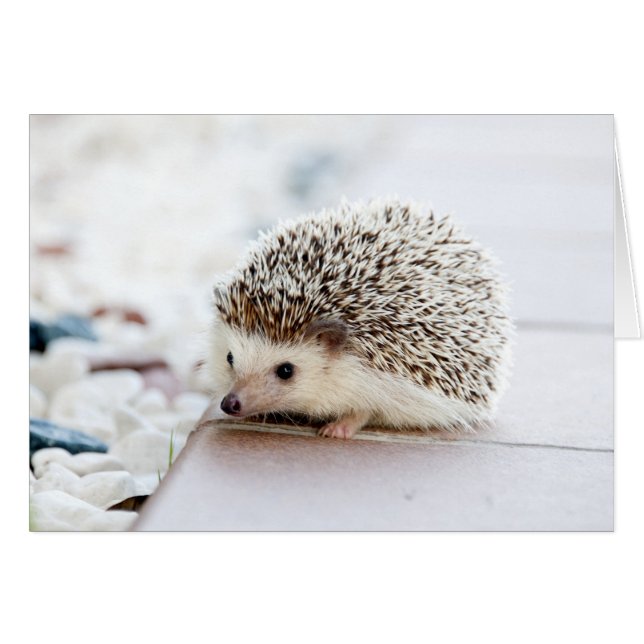 Tiny Igel (Vorderseite (Horizontal))
