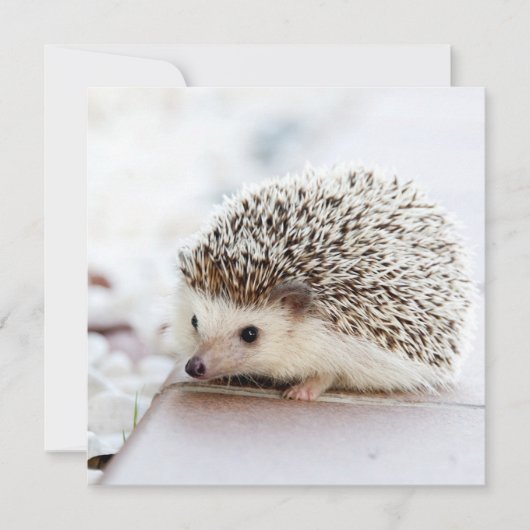 Tiny Igel (Vorderseite)