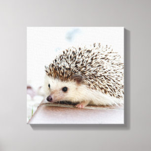 Tiny Igel Leinwanddruck