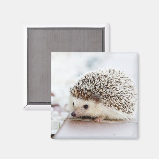 Tiny Igel Magnet (Vorderseite/Rückseite)