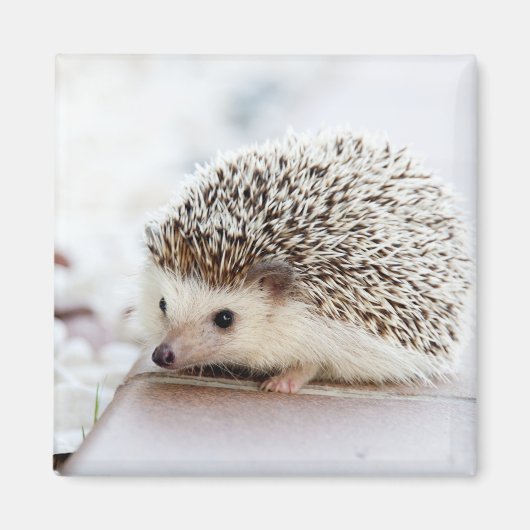 Tiny Igel Magnet (Vorne)