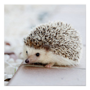 Tiny Igel Poster