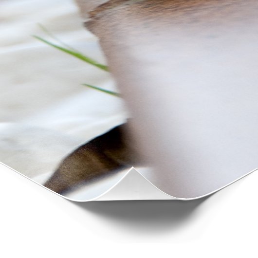 Tiny Igel Poster (Ecke)