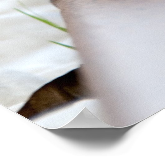 Tiny Igel Poster (Ecke)