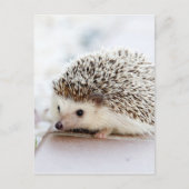 Tiny Igel Postkarte (Vorderseite)