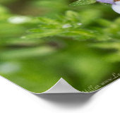 Tiny Japanese Mazus Wildblume Poster (Ecke)