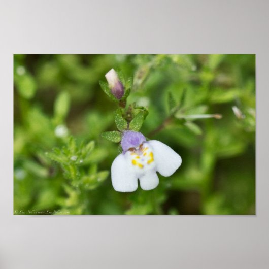 Tiny Japanese Mazus Wildblume Poster (Vorne)