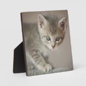 Tiny Kitten Fotoplatte (Vorderseite)