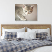 Tiny Kitten Leinwanddruck (Insitu (Schlafzimmer))