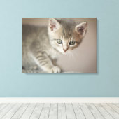 Tiny Kitten Leinwanddruck (Insitu (Holzboden))