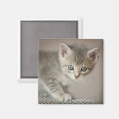 Tiny Kitten Magnet (Vorderseite/Rückseite)