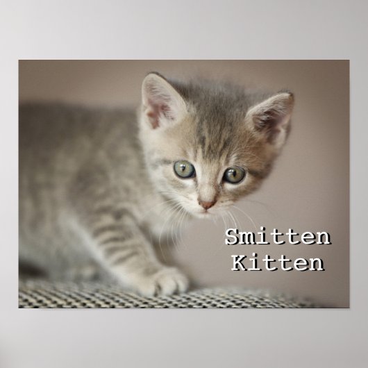 Tiny Kitten Poster (Vorne)