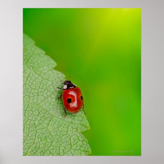 Tiny Lady Bug Poster (Vorne)