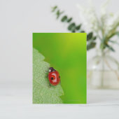 Tiny Lady Bug Postkarte (Stehend Vorderseite)