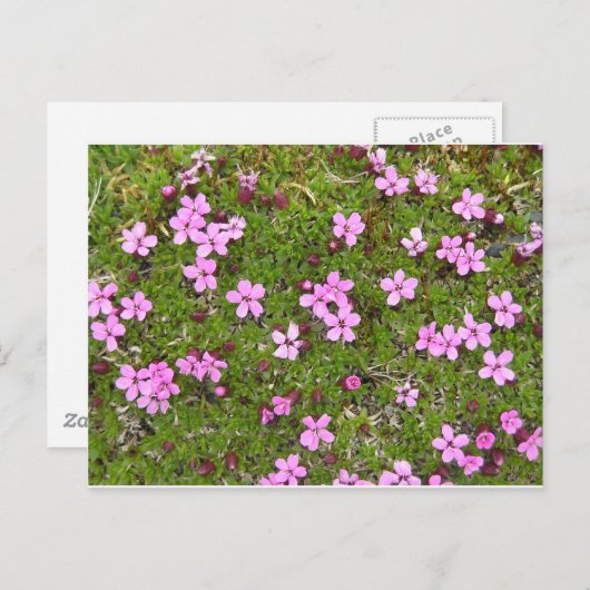 Tiny Lila Alaskan Blume Postkarte (Vorne/Hinten)
