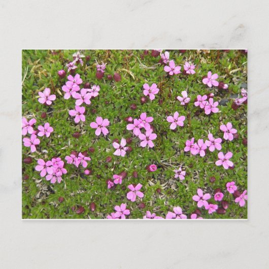 Tiny Lila Alaskan Blume Postkarte (Vorderseite)