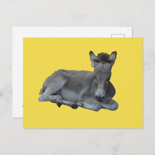 Tiny Little Gray Donkey Foal Postkarte (Vorne/Hinten)