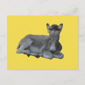Tiny Little Gray Donkey Foal Postkarte (Vorderseite)