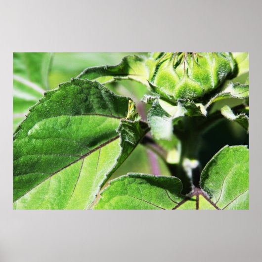 Tiny Mantis Poster (Vorne)