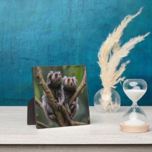 Tiny Marmoset Titans unter den Zweigen, Fotoplatte
