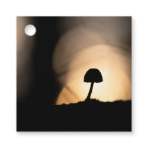 Tiny Mushroom Nature Foto