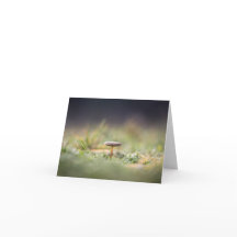 Tiny Mushroom Nature Foto