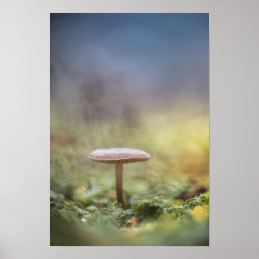 Tiny Mushroom Nature Foto Poster (Vorne)