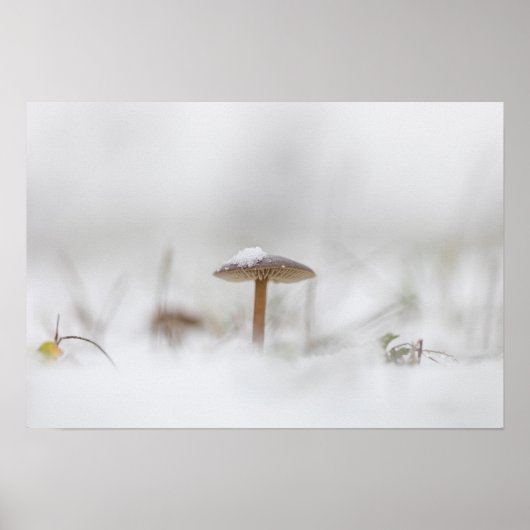 Tiny Mushroom Nature Foto Poster (Vorne)