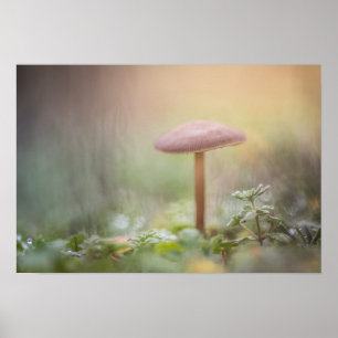 Tiny Mushroom Nature Foto Poster