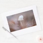 Tiny Mushroom Nature Foto Rechteckiger Aufkleber (Umschlag)